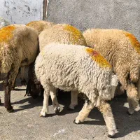 گوسفند