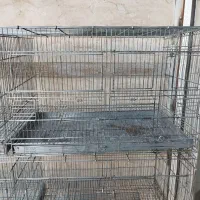 قفس اردشیری مدل کارا و پژاوند.سهره وقناری
