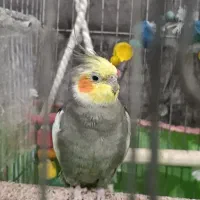 عروس هلندی مولد نر بشرط