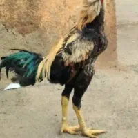 تخم مرغ  مرغ و خروس لاری نطفه دار
