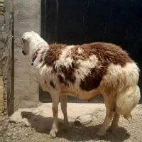 بره قوچ پلنگی