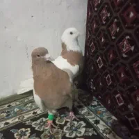 کفتر|پرنده|زاهدان, |دیوار