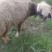 گوسفند و بره بختیاری