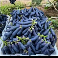 نهال  انگور موندراپ وبلک سیدلس