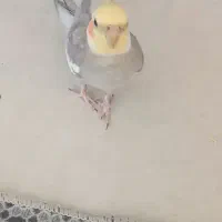 عروس هلندی نر و ماده