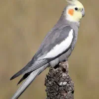 عروس هلندی گم شده