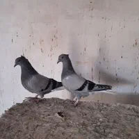کفتر سبز خطی کاکلی تخت دم سفید