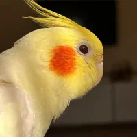 عروس هلندی نر با دوقفس و لانه