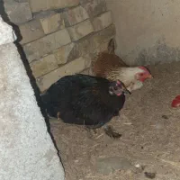 خروس