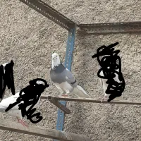کفتر  شازده سبزنر