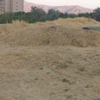 گیاه خرمنکوب شده