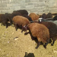 بره پرواری