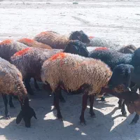 ۱۴ رس کاور تقلی
