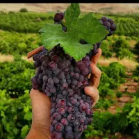 ارقام نهال انگور ایرانی و خارجی کمیاب