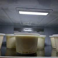 ماست گاو