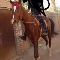 اسب