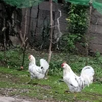 تخم مرغ .گلین