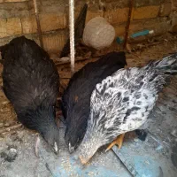 اردک ومرغ جوجه