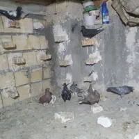 کفتر|پرنده|آباده, |دیوار