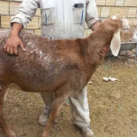 قوچ افقان