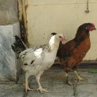 مرغ خروس