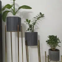 گل و گیاه آپارتمانی