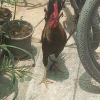 خروس عربی