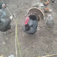 بوقلمون نرمحلی