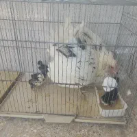جوجه گلین اصل