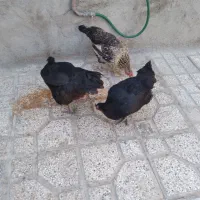 مرغ ولایتی تخم کذارجوجه همین مرغ