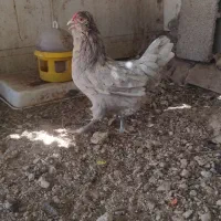مرغ طوسی گلین