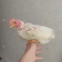 خروس ۳ ماهه