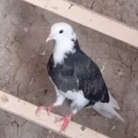 گمشده