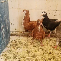 گلی رسمی کلایی و ماده پلنگ
