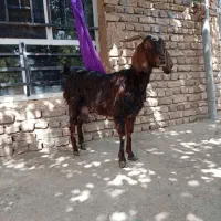 بز سانن و پاکستانی