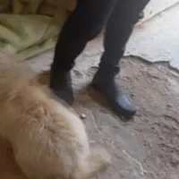 سگ پاکوتا