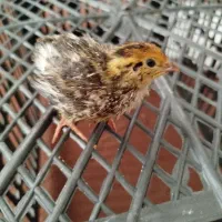 جوجه بلدرچین 15 روزه نژاد تخم گذار