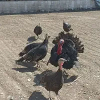 بوقلمون بالغ تخمگذار