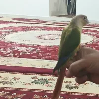 پرنده معاوضه