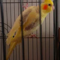 جفت عروس هلندی نر دوکت لوتینو پروانه ی ماده طاوسی
