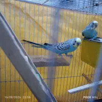 یک جفت مرغ عشق