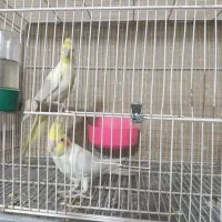 یک جفت عروس  با تخم به شرط جوجه