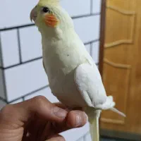 عروس هلندی سالم و بازی گوش نر