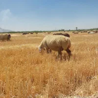 فروش ۱۶۵ راس میش ترکی بختیاری آبستن