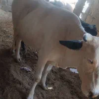 گاو آبست