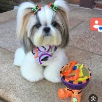 گمشده