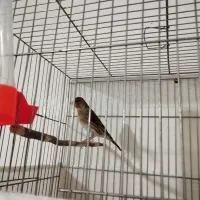 پرنده،سهره قناری