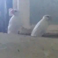 جفت فنچ نرگس