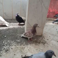 تعدادی جوجه کفتر نر و ماده