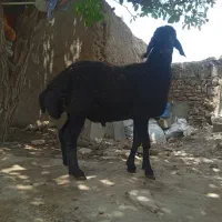 قوچ قزل خالص